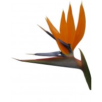 Oiseaux Du Paradis (Strelitzia  reginae) (Disponible en Mai ou Juin 2023)