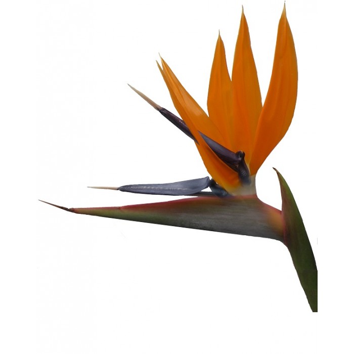 Oiseaux Du Paradis (Strelitzia reginae) (Disponible en Mai ou Juin 2023) Plantes Tropicales, Plantes Patios image