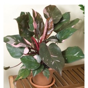 Duo 1x Philodendron Pink Princess et 1x Philodedron Prince of Orange