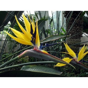 Oiseaux Du Paradis (Strelitzia Mandela's Gold)