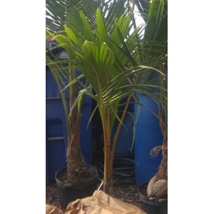 Cocotier (Cocos nucifera)  ( Plant de 2ieme qualité)