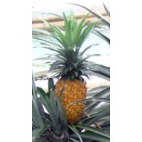 Ananas comosus 'Elite Gold'  (Disponible en Mai ou Juin 2024)