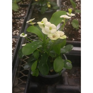 Euphorbia milii (Blanche)