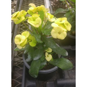 Euphorbia  milii (Jaune)