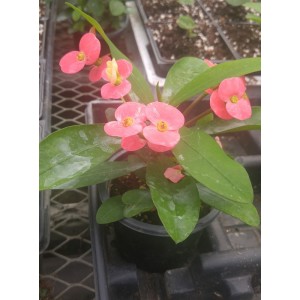 Euphorbia milii (Rose)