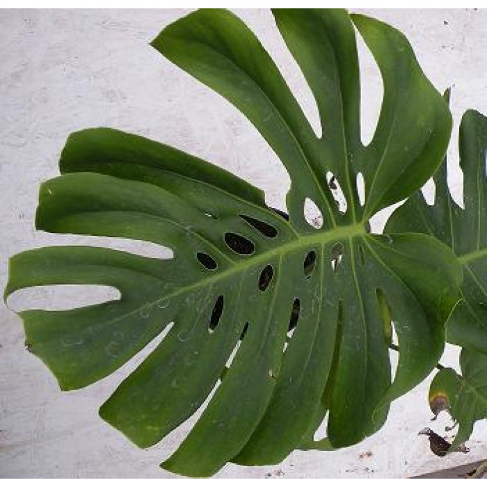 Monstera Deliciosa (Disponible en Mai ou Juin 2023) Plantes Tropicales, Monsteras image
