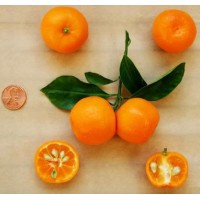 Orange Calamondin  