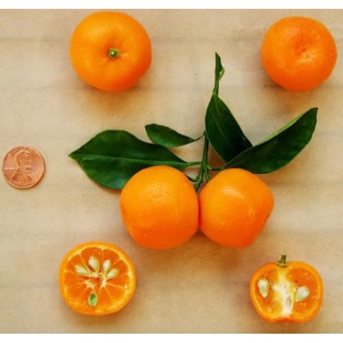 Orange Calamondin (Disponible en Mai ou Juin 2022)