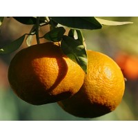 Tangerine Dancy Standard (Disponible en Mai ou Juin 2023)