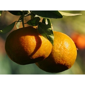 Tangerine Dancy Standard (Disponible en Mai ou Juin 2023)