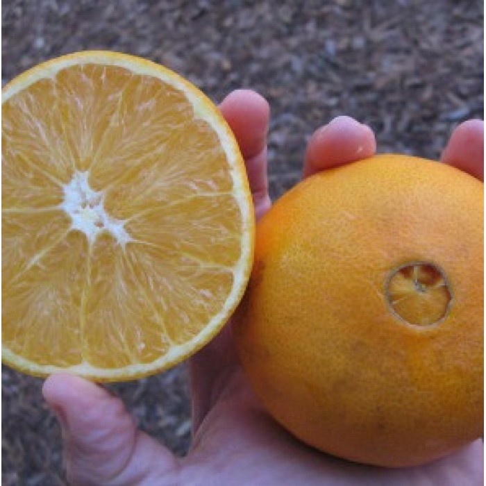 Orange Glen Navel (Disponible en Mai ou Juin 2023) Agrumes, Oranger, Bouture Enracinée / buisson, Fruitiers Tropicaux image