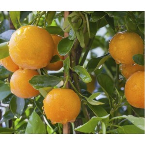 Orange Hamlin Nain (Disponible en Mai ou Juin 2023)