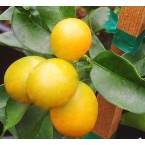 Kumquat Meiwa 