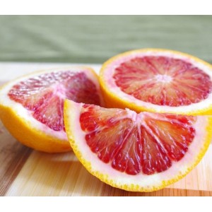 Orange sanguine Moro Blood Nain (Disponible en Mai ou Juin 2022)