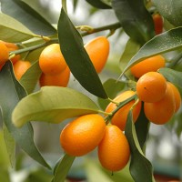 Kumquat Nagami 