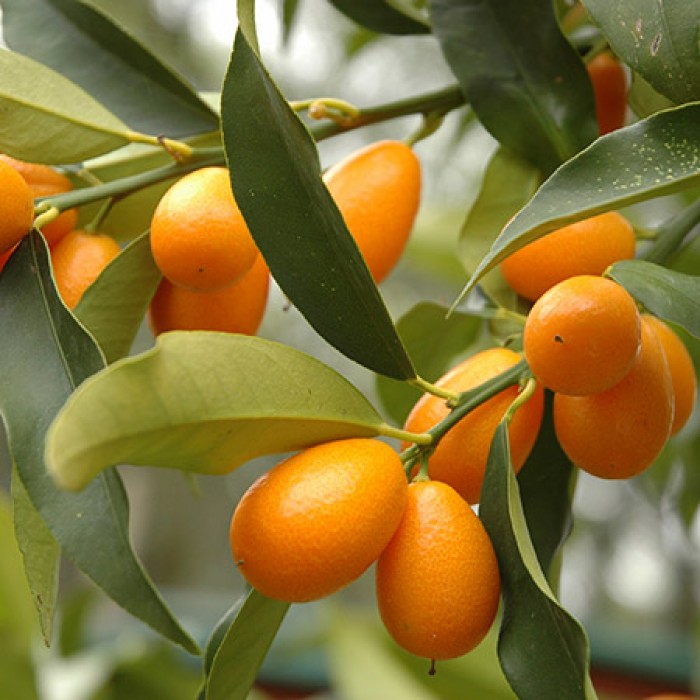 Kumquat Nagami (Disponible en Mai ou Juin 2023) Agrumes, Mandarine, Tangerine, Tangelo Kumquat, Bouture Enracinée / buisson, Fruitiers Tropicaux image