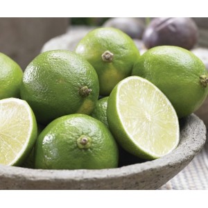 Lime Persian  (Disponible en Mai ou Juin 2023)