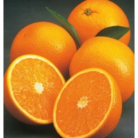 Orange Valencia Nain  (Disponible en Mai ou Juin 2023)