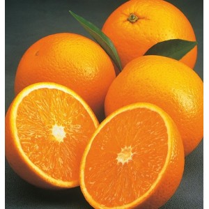 Orange Valencia Nain  (Disponible en Mai ou Juin 2024)