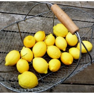 Citron Eureka Nain  (Disponible en Mai ou Juin 2022)
