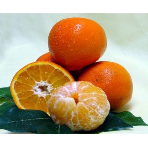 Mandarine SugarBelle Nain (Disponible en Mai ou Juin 2023)