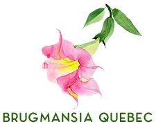 Brugmansia Quebec